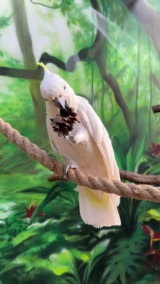 Обложка видео