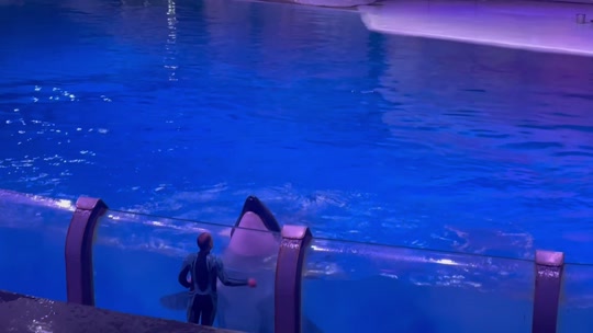 Шоу "Море снов" в Москвариуме