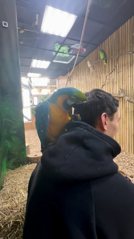 101 попугай - контактный зоопарк с птицами (метро Братиславская)