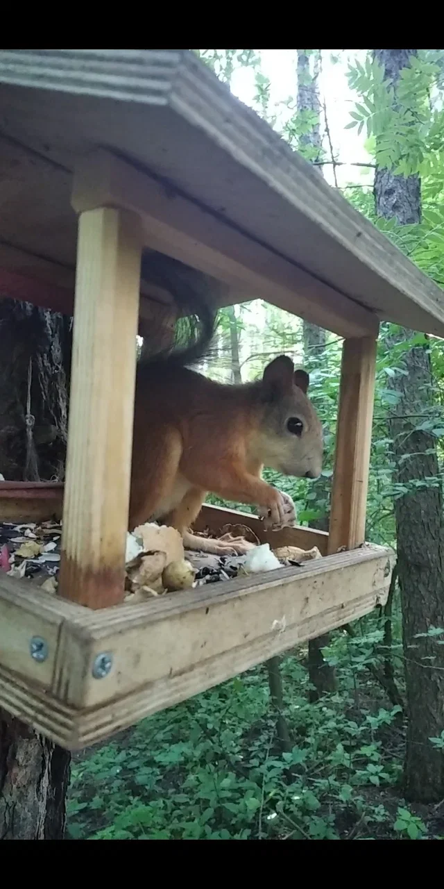 Фото Парк Победы (г. Кострома) - развлечение в Москве | Досугатор