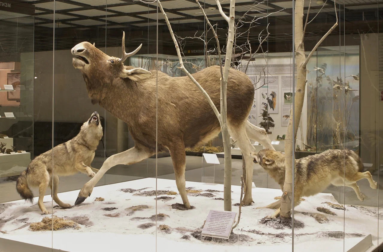 Фото Государственный Дарвиновский музей - развлечение в Москве | Досугатор