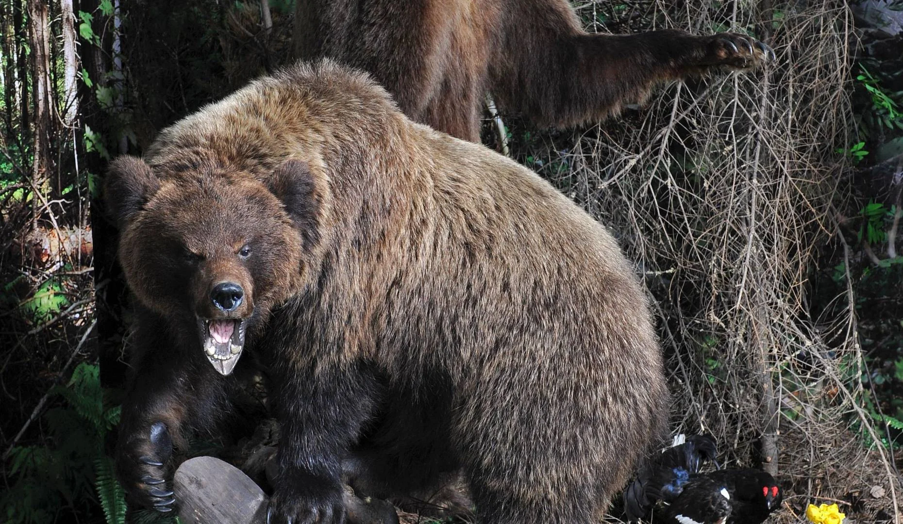 Фото Музей природы (г. Владимир) - развлечение в Москве | Досугатор