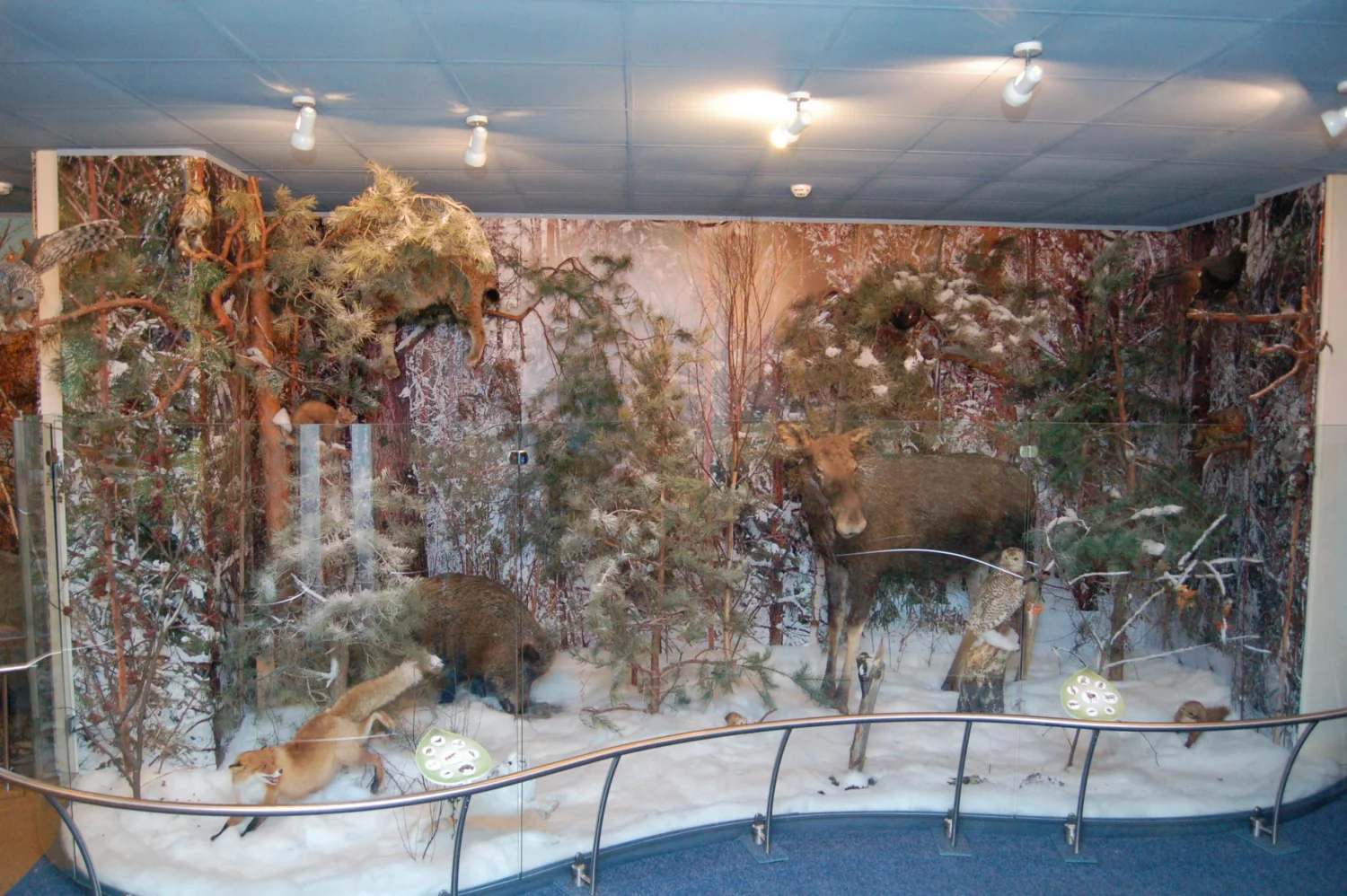 Фото Музей природы (г. Владимир) - развлечение в Москве | Досугатор