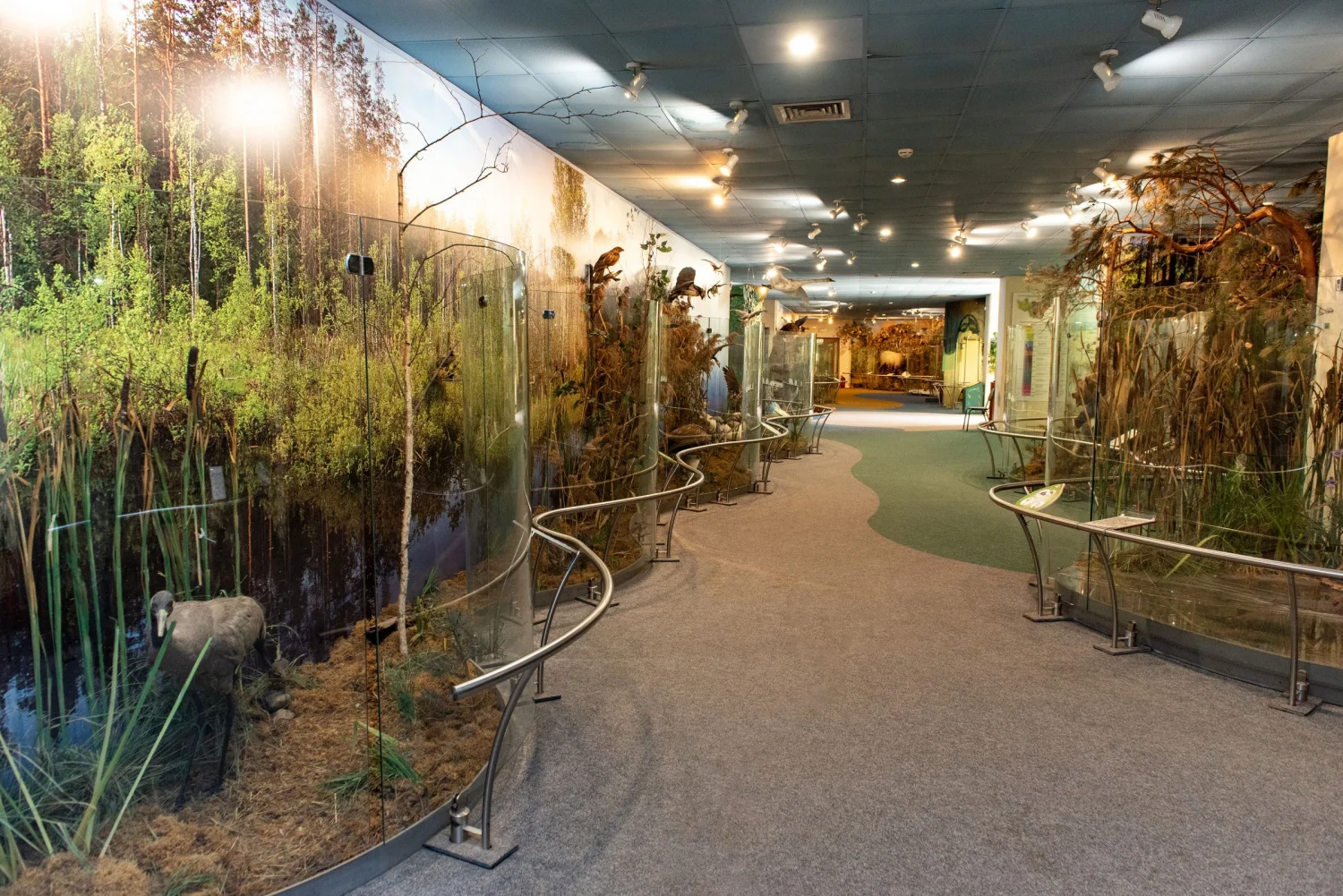 Фото Музей природы (г. Владимир) - развлечение в Москве | Досугатор