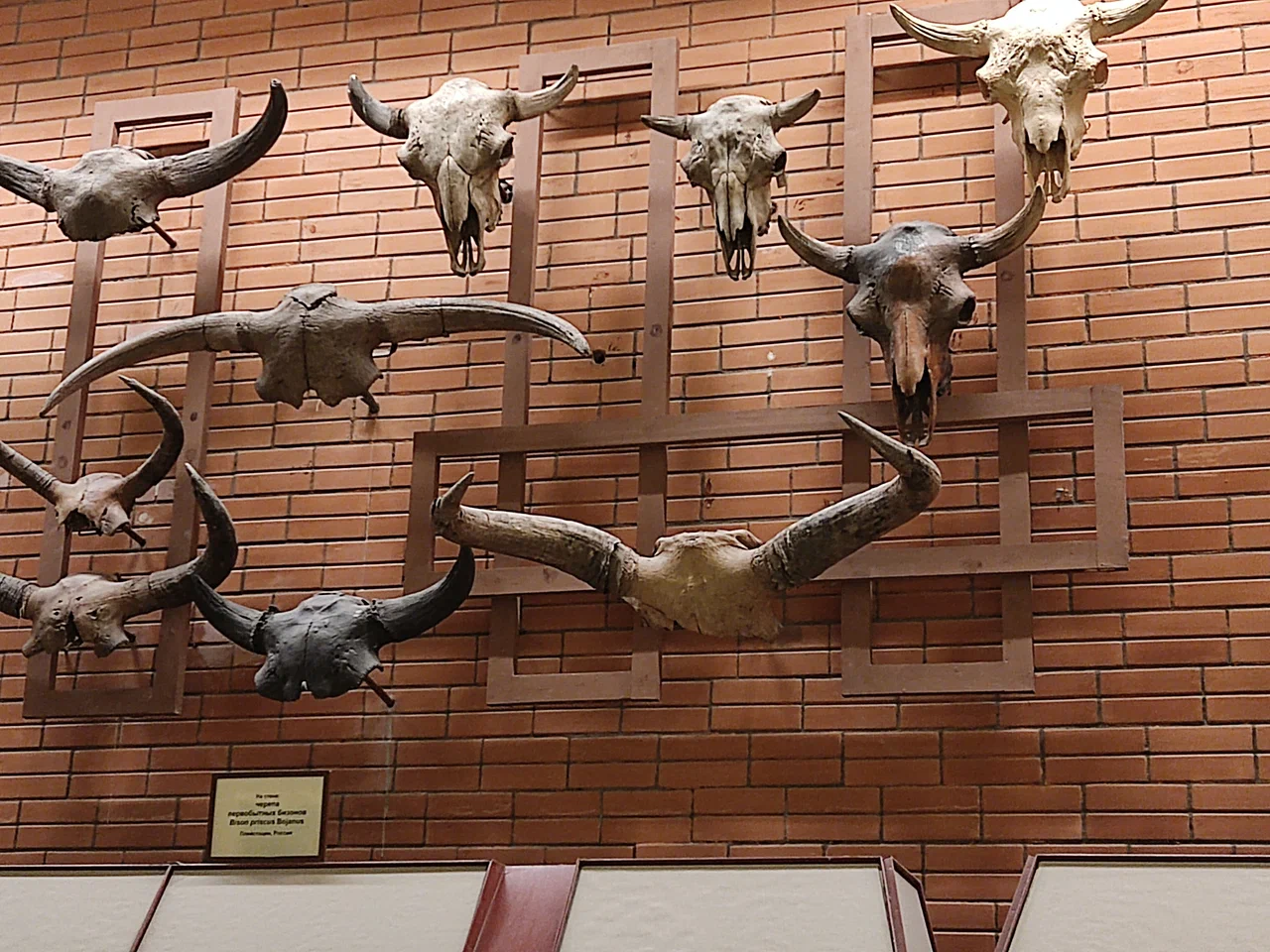 Фото Палеонтологический музей имени Ю.А. Орлова РАН - развлечение в Москве | Досугатор