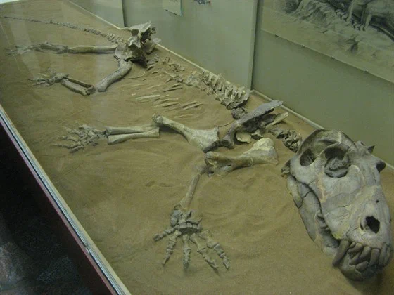 Фото Палеонтологический музей имени Ю.А. Орлова РАН - развлечение в Москве | Досугатор