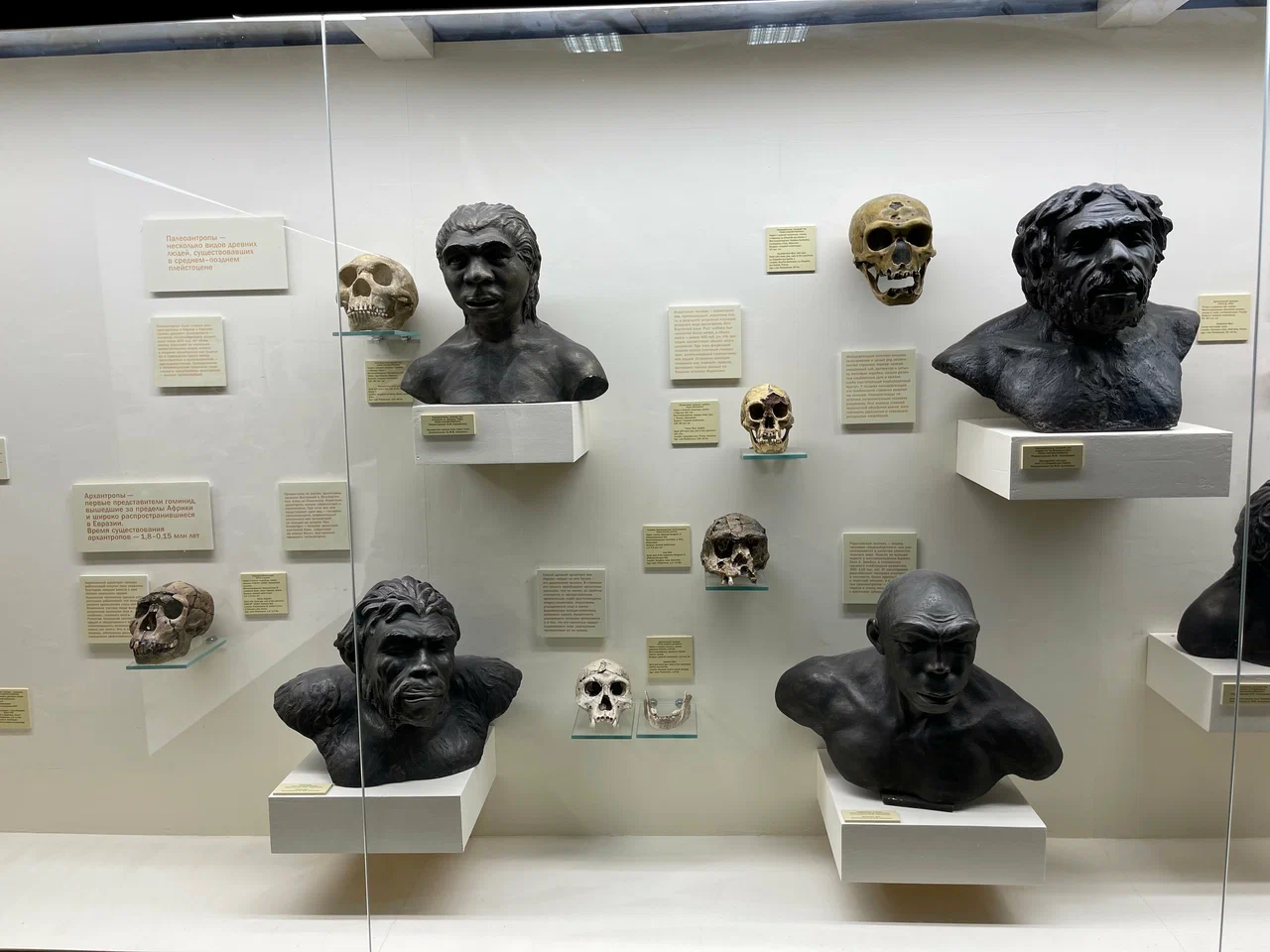Фото Палеонтологический музей имени Ю.А. Орлова РАН - развлечение в Москве | Досугатор