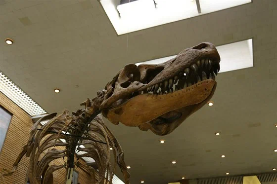 Фото Палеонтологический музей имени Ю.А. Орлова РАН - развлечение в Москве | Досугатор