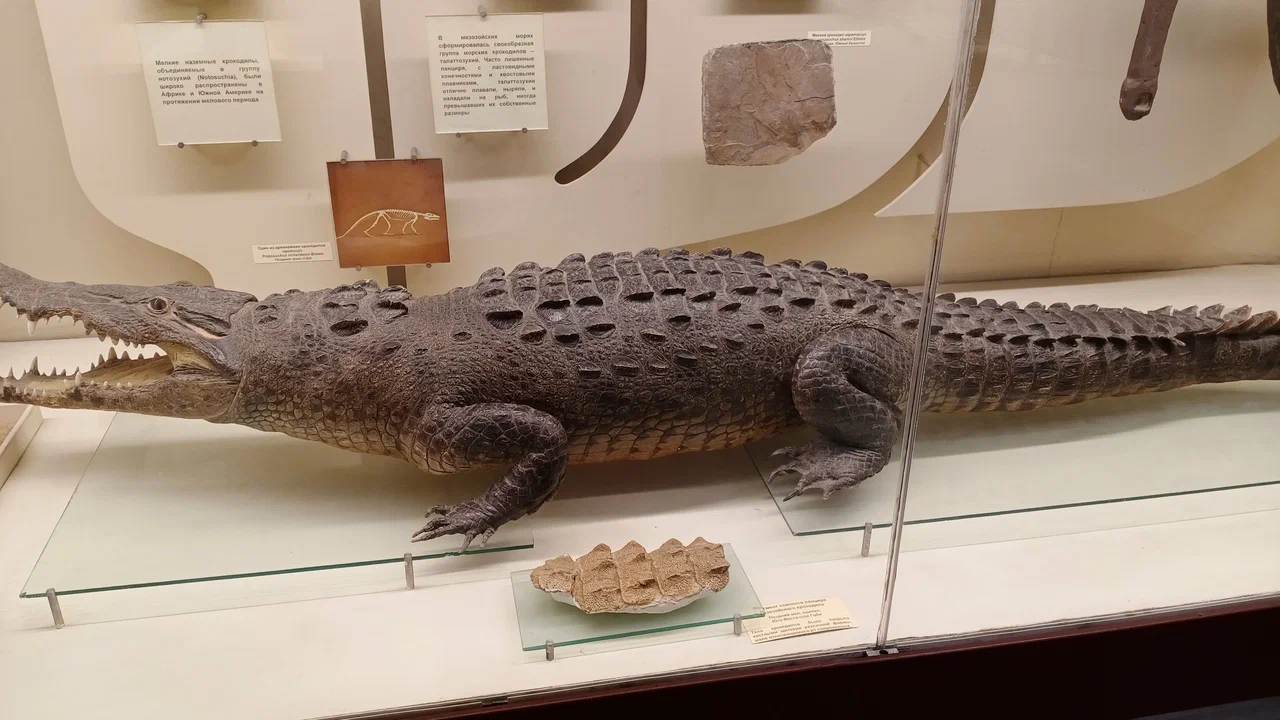Фото Палеонтологический музей имени Ю.А. Орлова РАН - развлечение в Москве | Досугатор