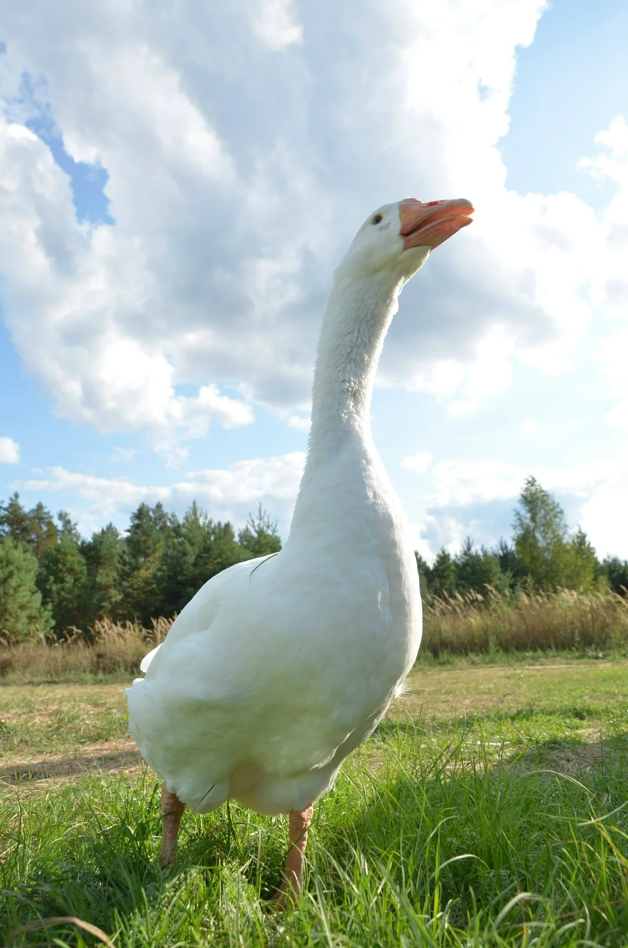 Фото Моя маленькая ферма (г. Рязань) - развлечение в Москве | Досугатор