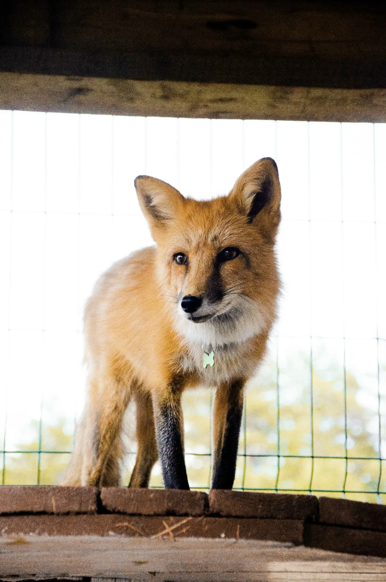 Фото Моя маленькая ферма (г. Рязань) - развлечение в Москве | Досугатор