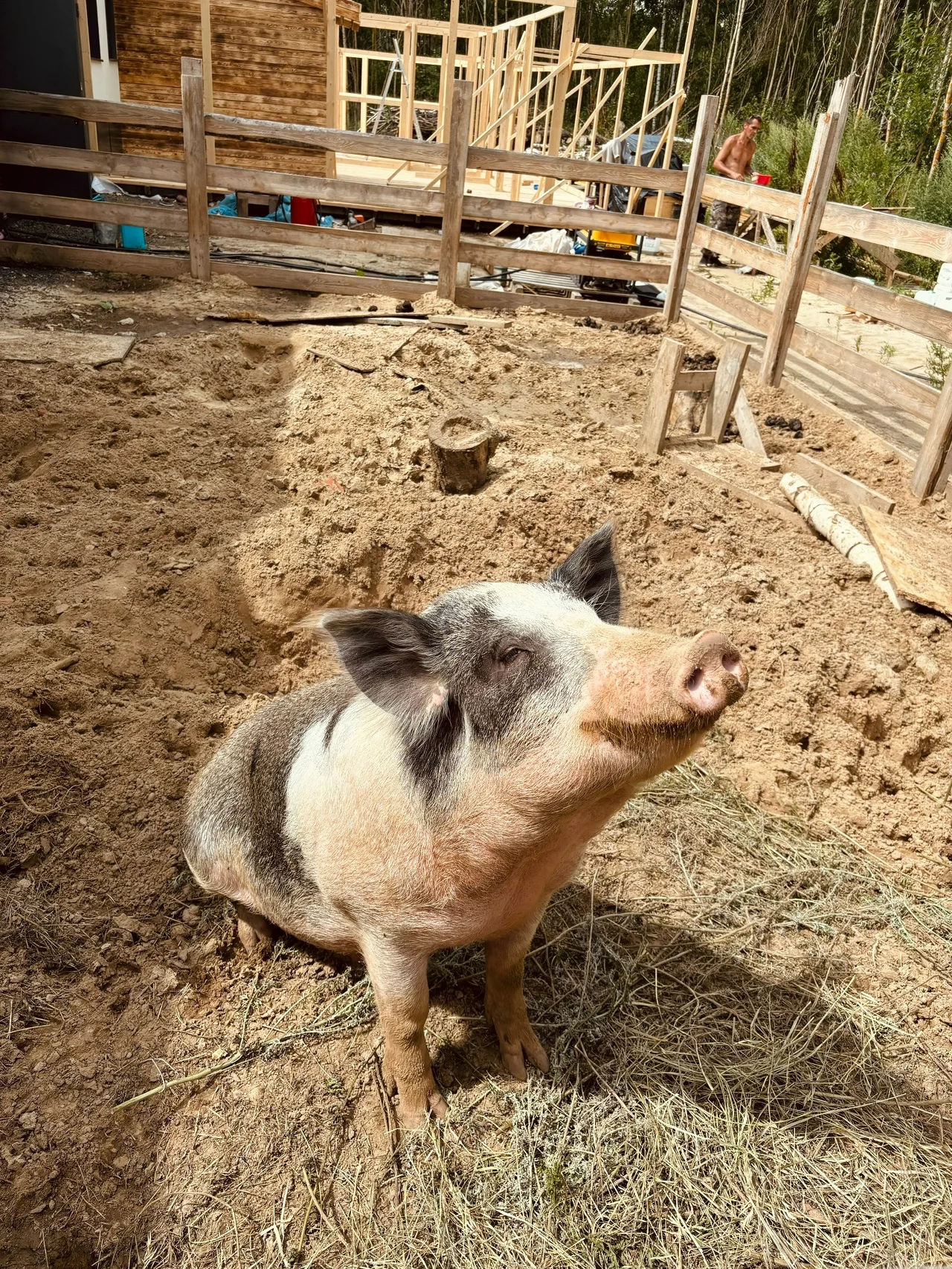 Фото Моя маленькая ферма (г. Рязань) - развлечение в Москве | Досугатор