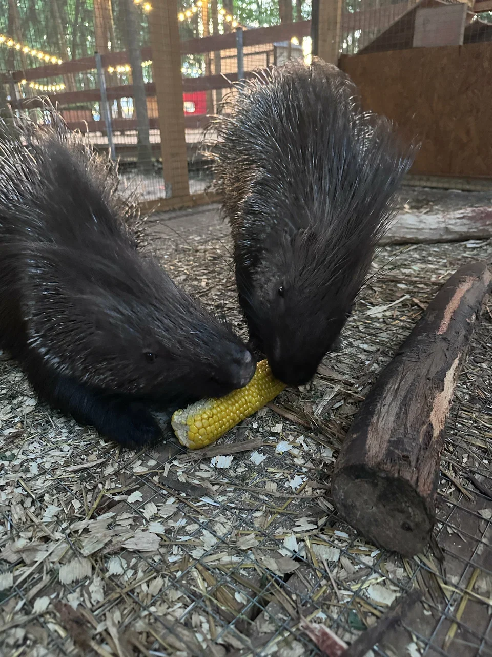 Фото Семейная ферма Пыхтино - развлечение в Москве | Досугатор