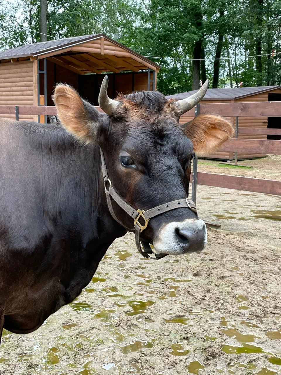 Фото Семейная ферма Пыхтино - развлечение в Москве | Досугатор