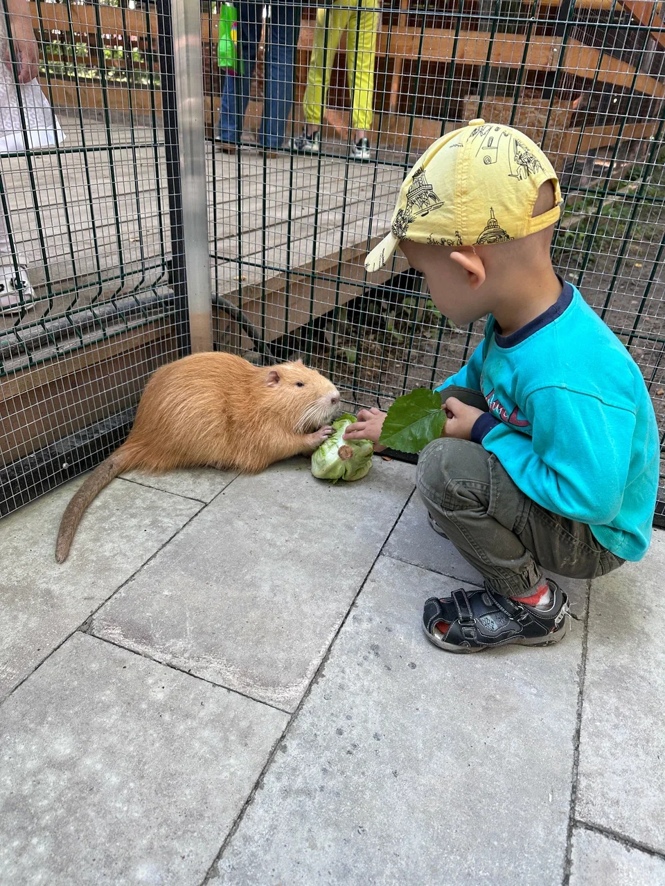 Фото Семейная ферма Пыхтино - развлечение в Москве | Досугатор