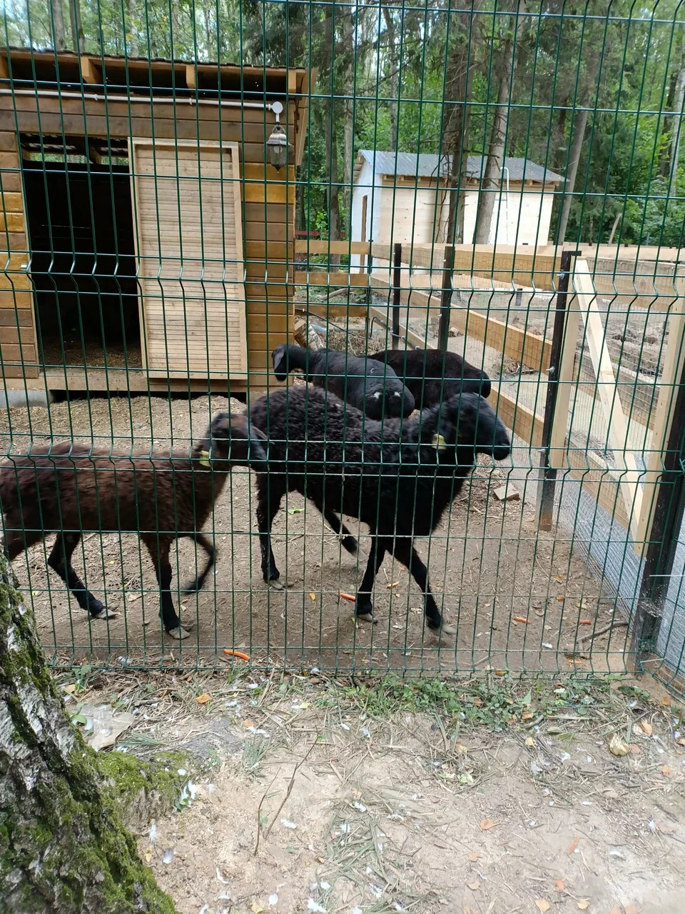 Фото Семейная ферма Пыхтино - развлечение в Москве | Досугатор