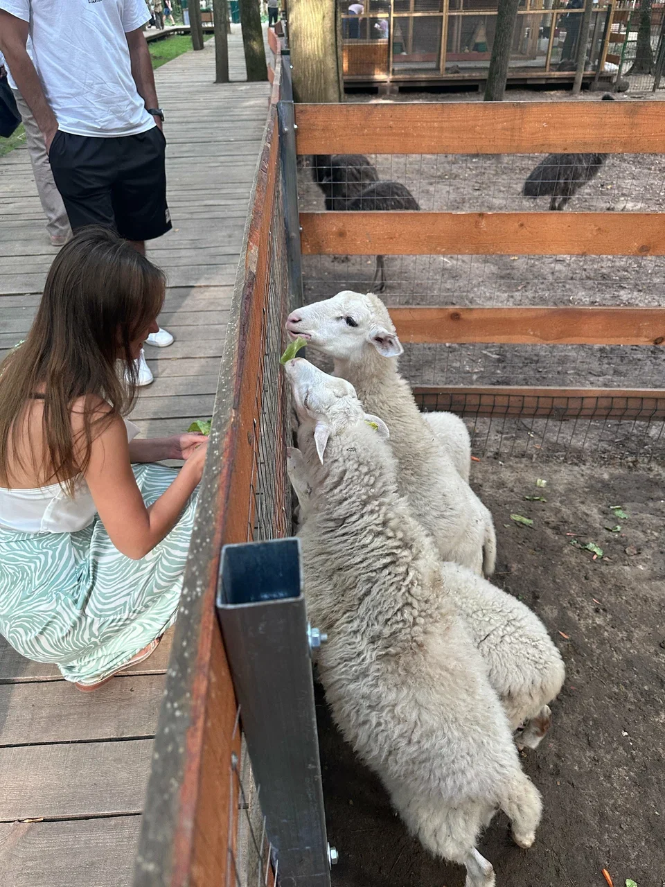 Фото Семейная ферма Пыхтино - развлечение в Москве | Досугатор