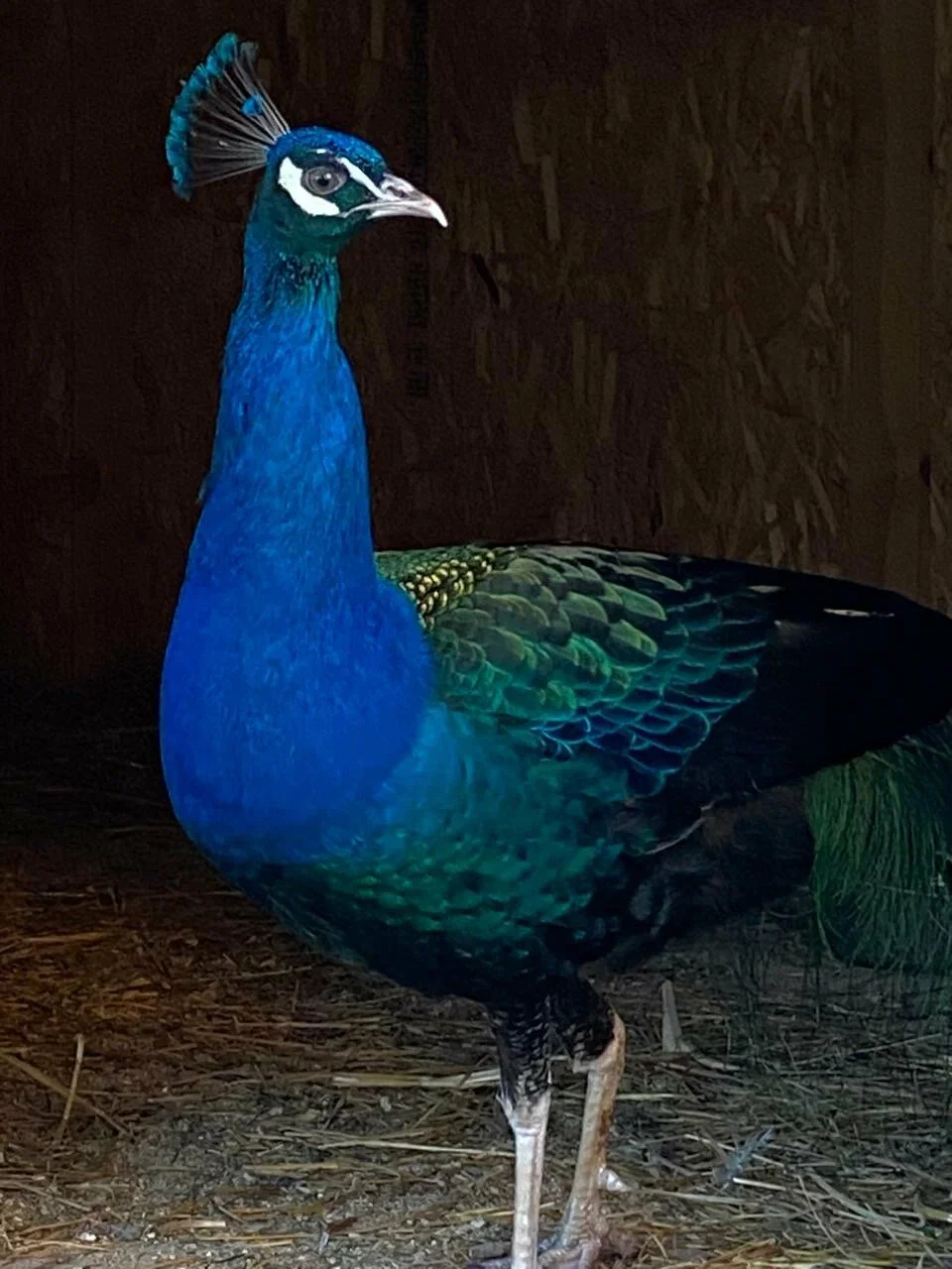 Фото Семейная ферма Пыхтино - развлечение в Москве | Досугатор