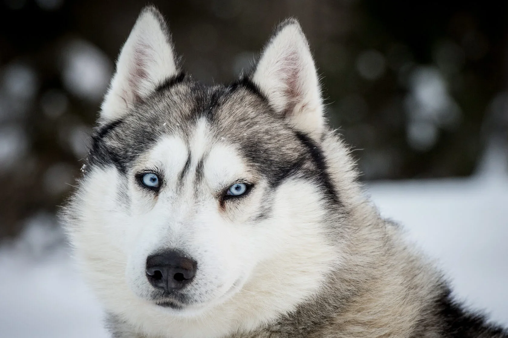 Фото Туристический хаски-центр "Северное сияние" (г. Кострома) - развлечение в Москве | Досугатор
