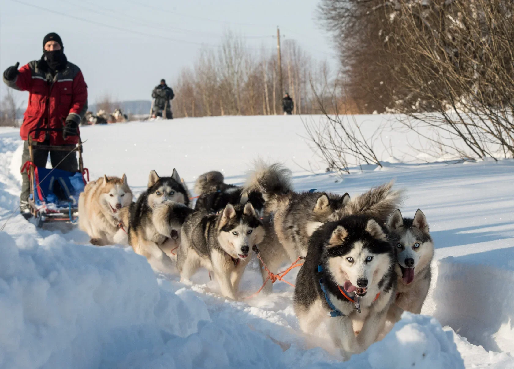 Фото Туристический хаски-центр "Северное сияние" (г. Кострома) - развлечение в Москве | Досугатор