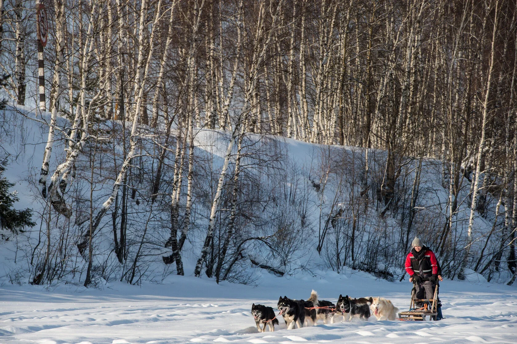 Фото Туристический хаски-центр "Северное сияние" (г. Кострома) - развлечение в Москве | Досугатор