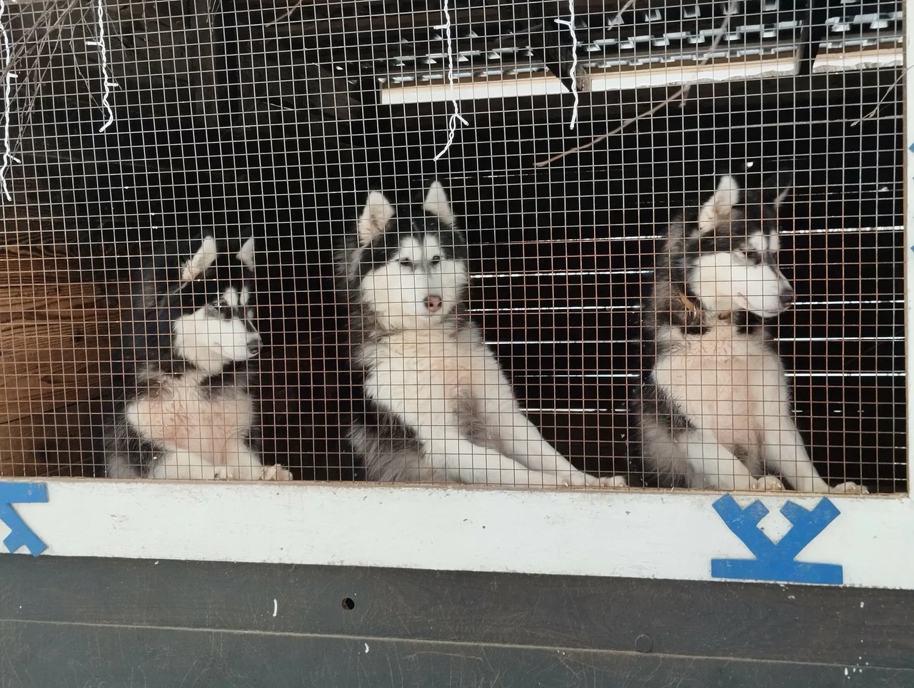Фото Туристический хаски-центр "Северное сияние" (г. Кострома) - развлечение в Москве | Досугатор