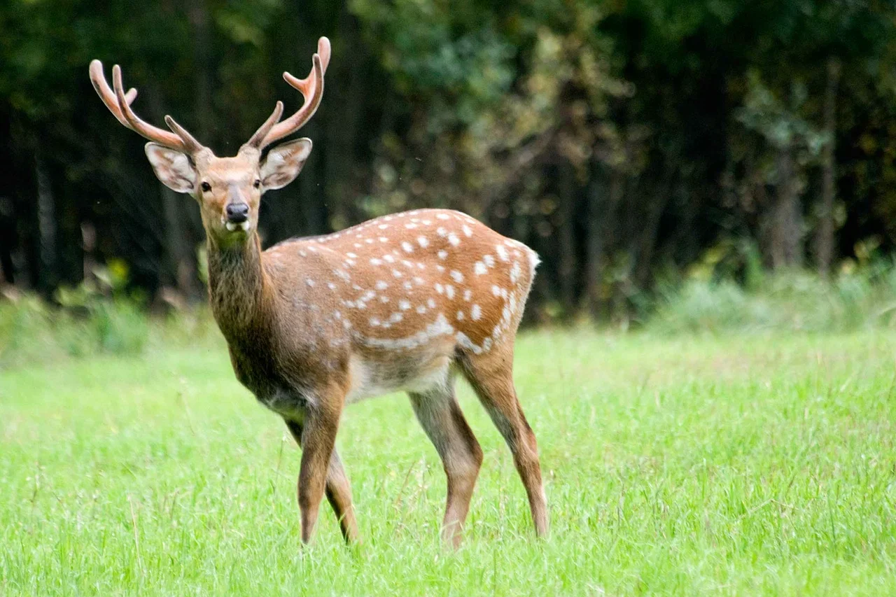 Фото Отель-замок с сафари-парком La Ferme De Reve (г. Зарайск) - развлечение в Москве | Досугатор