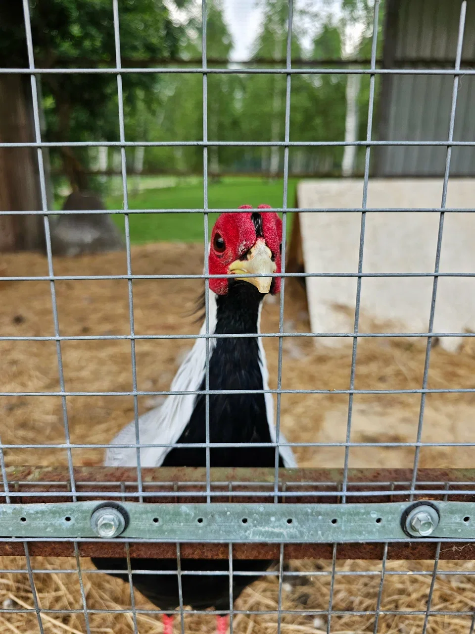 Фото Отель-замок с сафари-парком La Ferme De Reve (г. Зарайск) - развлечение в Москве | Досугатор