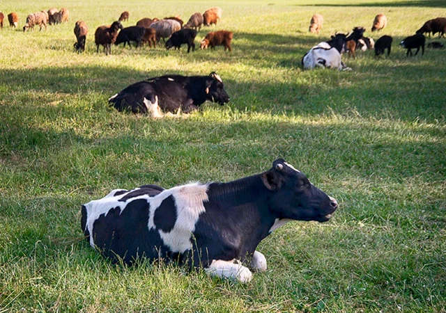 Фото Отель-замок с сафари-парком La Ferme De Reve (г. Зарайск) - развлечение в Москве | Досугатор