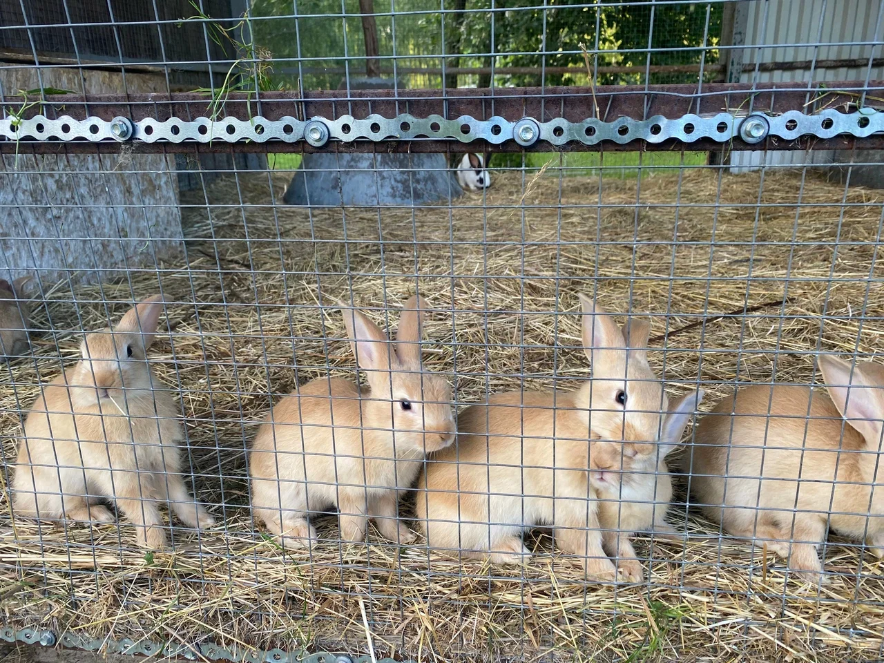 Фото Отель-замок с сафари-парком La Ferme De Reve (г. Зарайск) - развлечение в Москве | Досугатор