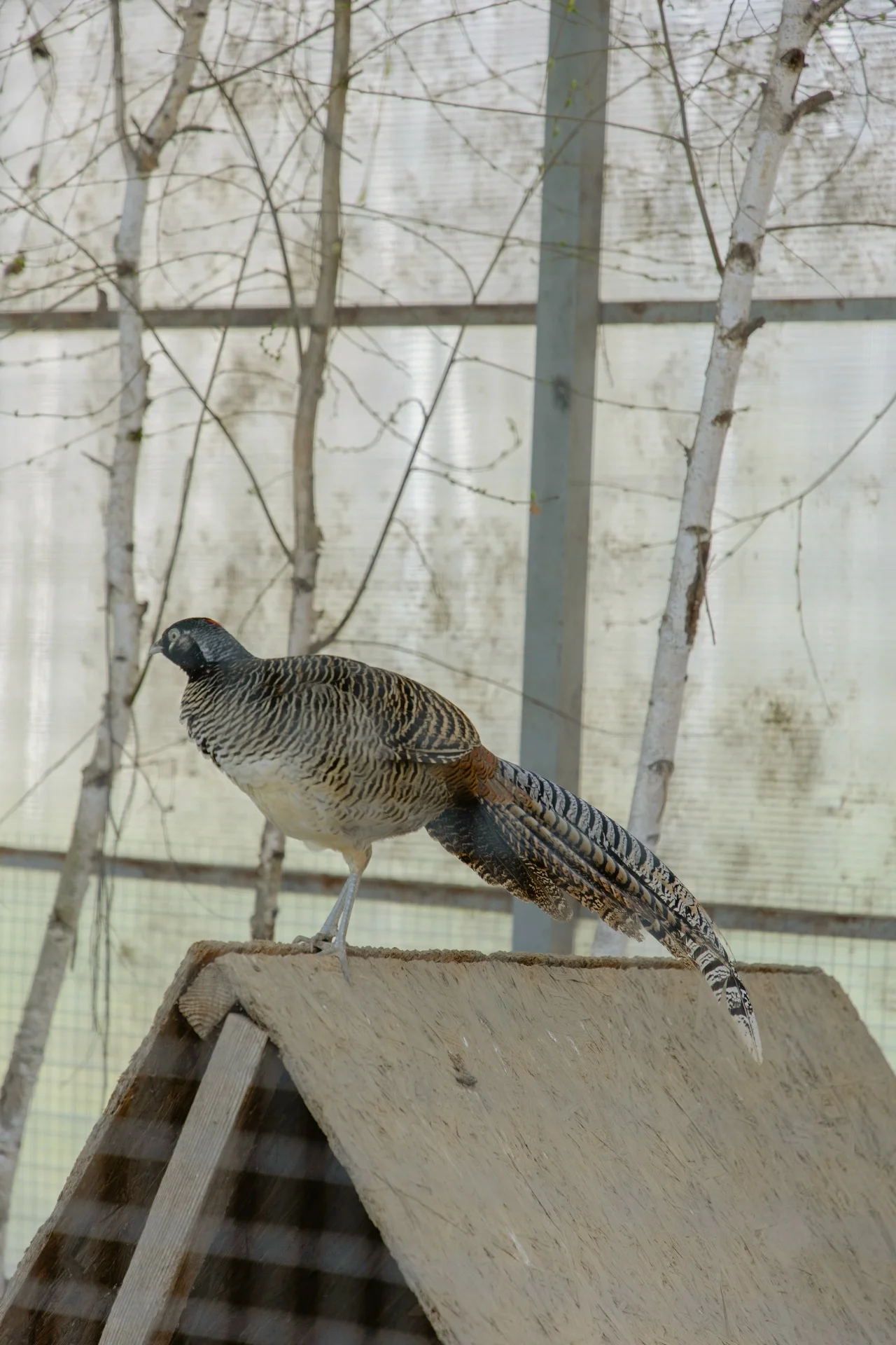 Фото Отель-замок с сафари-парком La Ferme De Reve (г. Зарайск) - развлечение в Москве | Досугатор