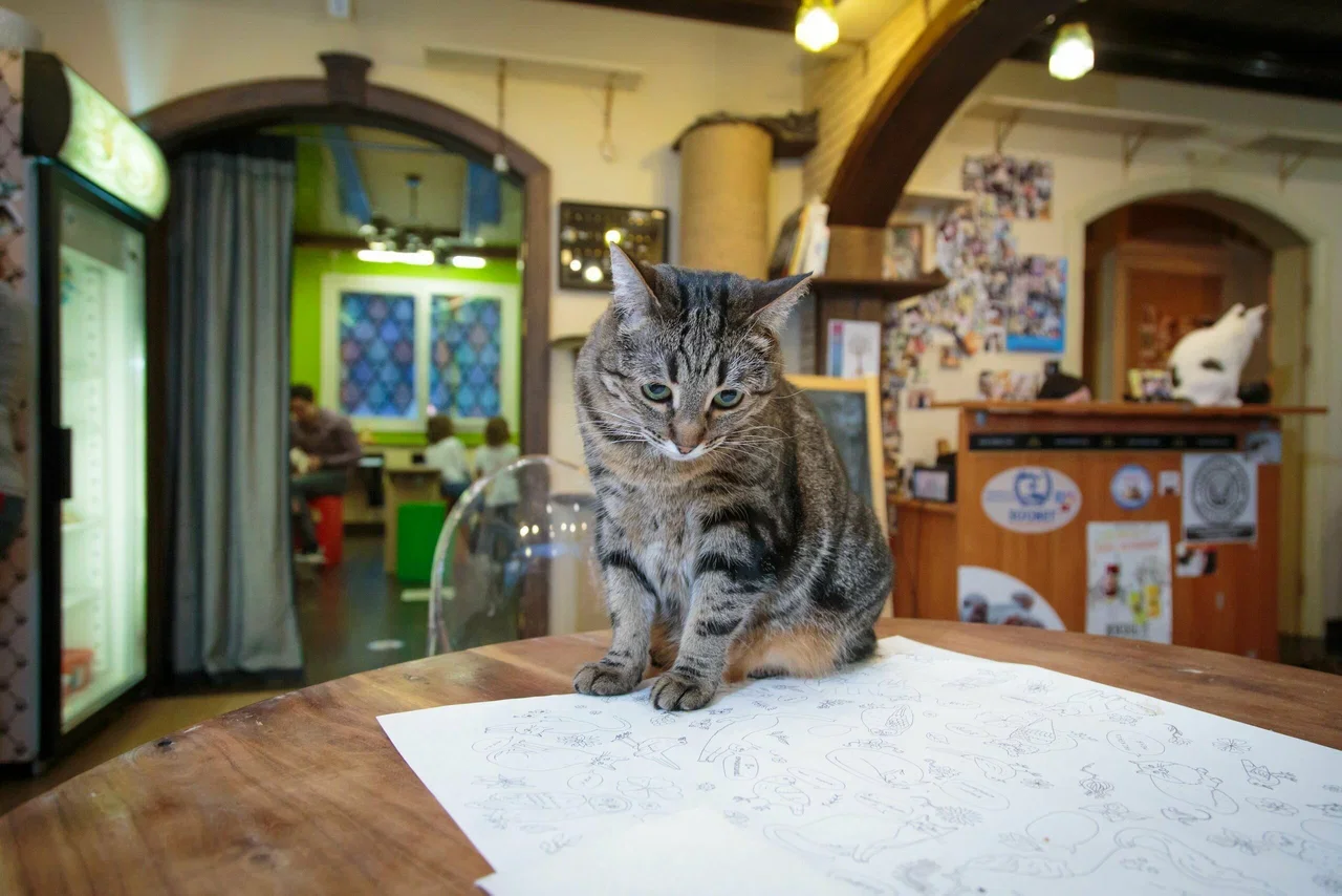Фото Котокафе "Котики и люди" - развлечение в Москве | Досугатор