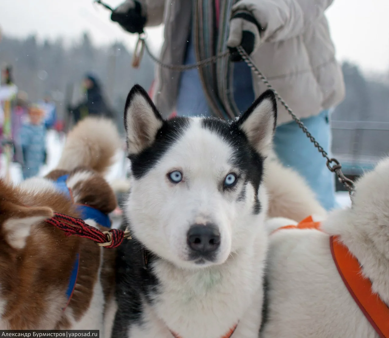 Фото Дом хаски (г. Сергиев Посад) - развлечение в Москве | Досугатор