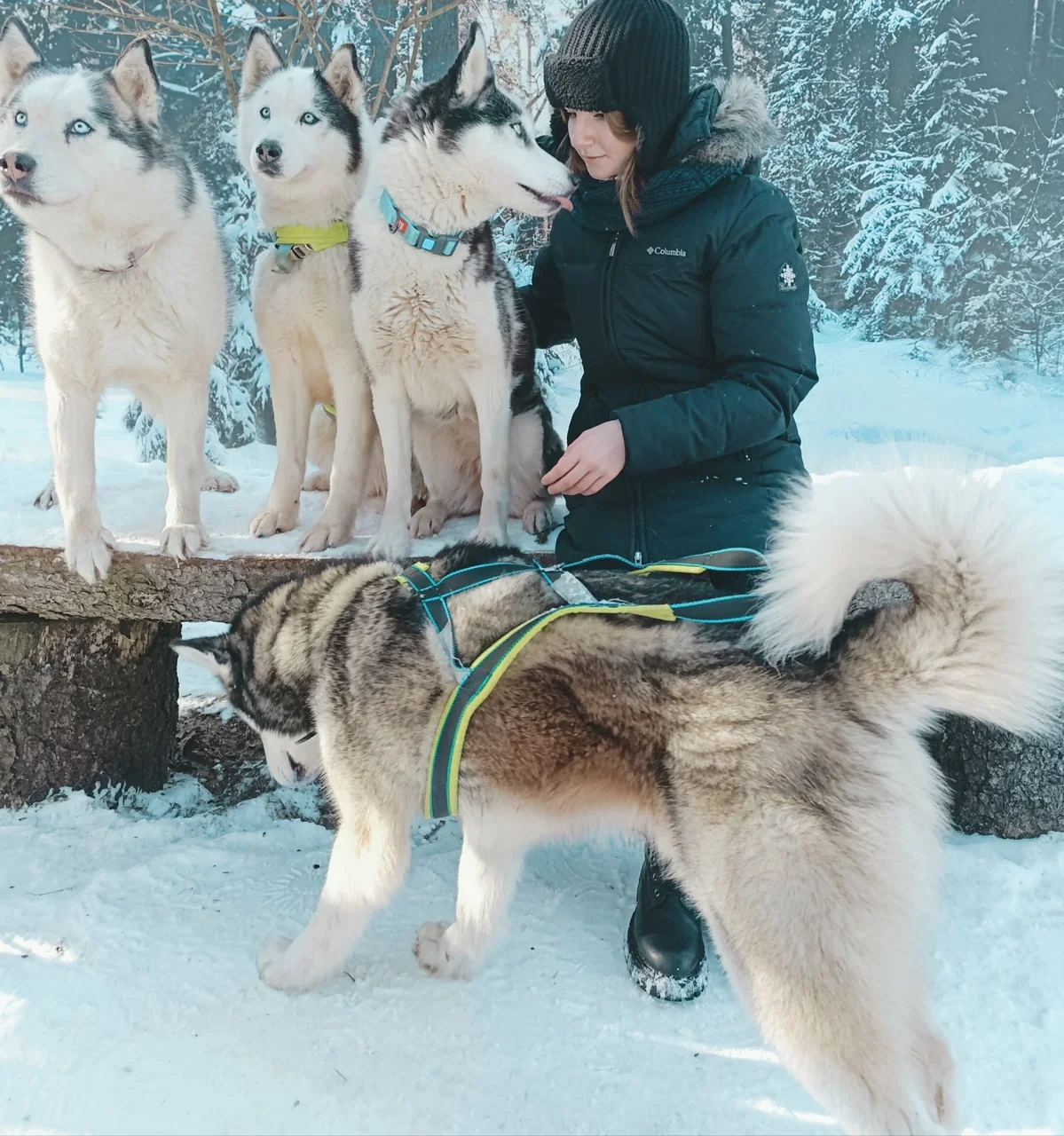 Фото Дом хаски (г. Сергиев Посад) - развлечение в Москве | Досугатор