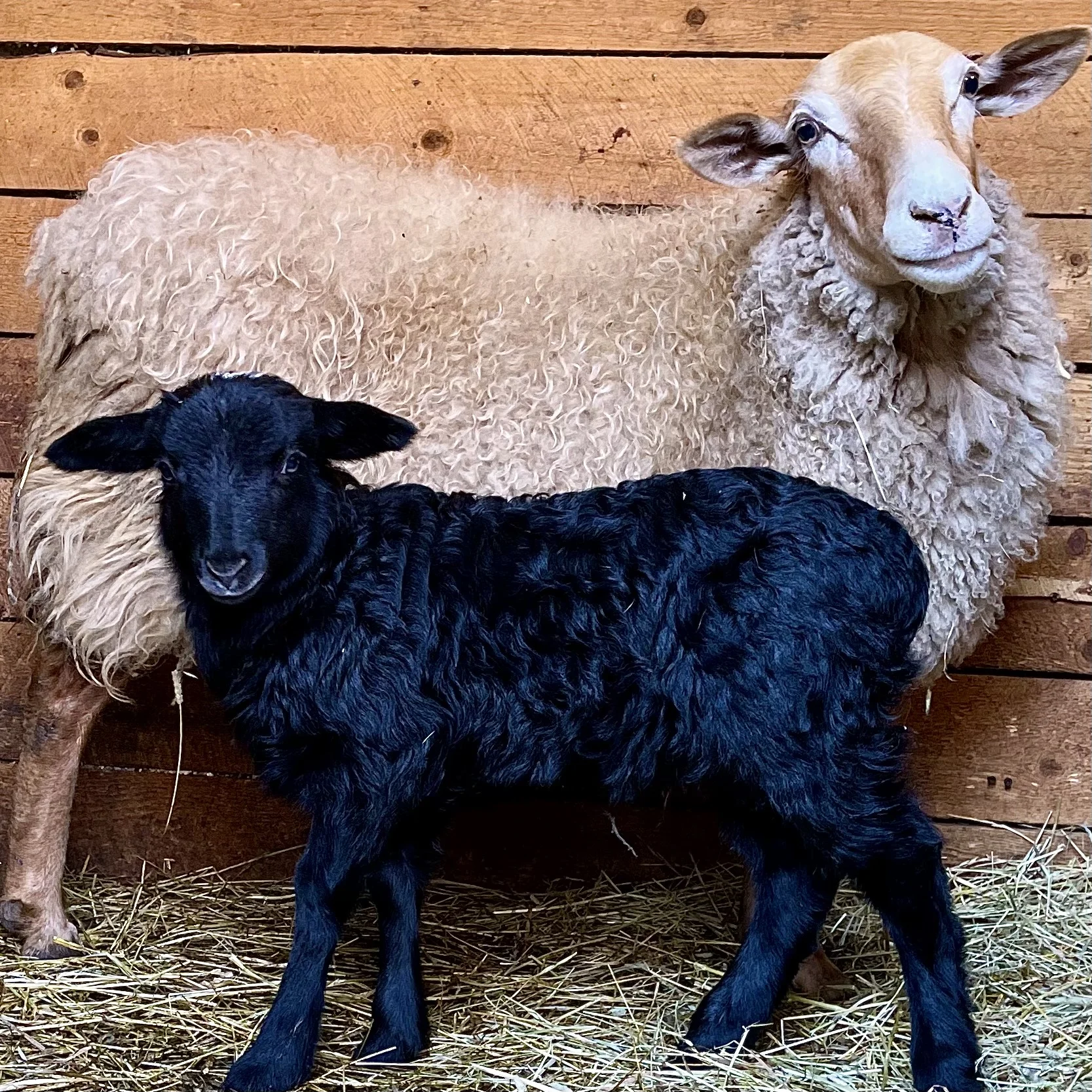 Фото Парк чудес (г. Сергиев Посад) - развлечение в Москве | Досугатор