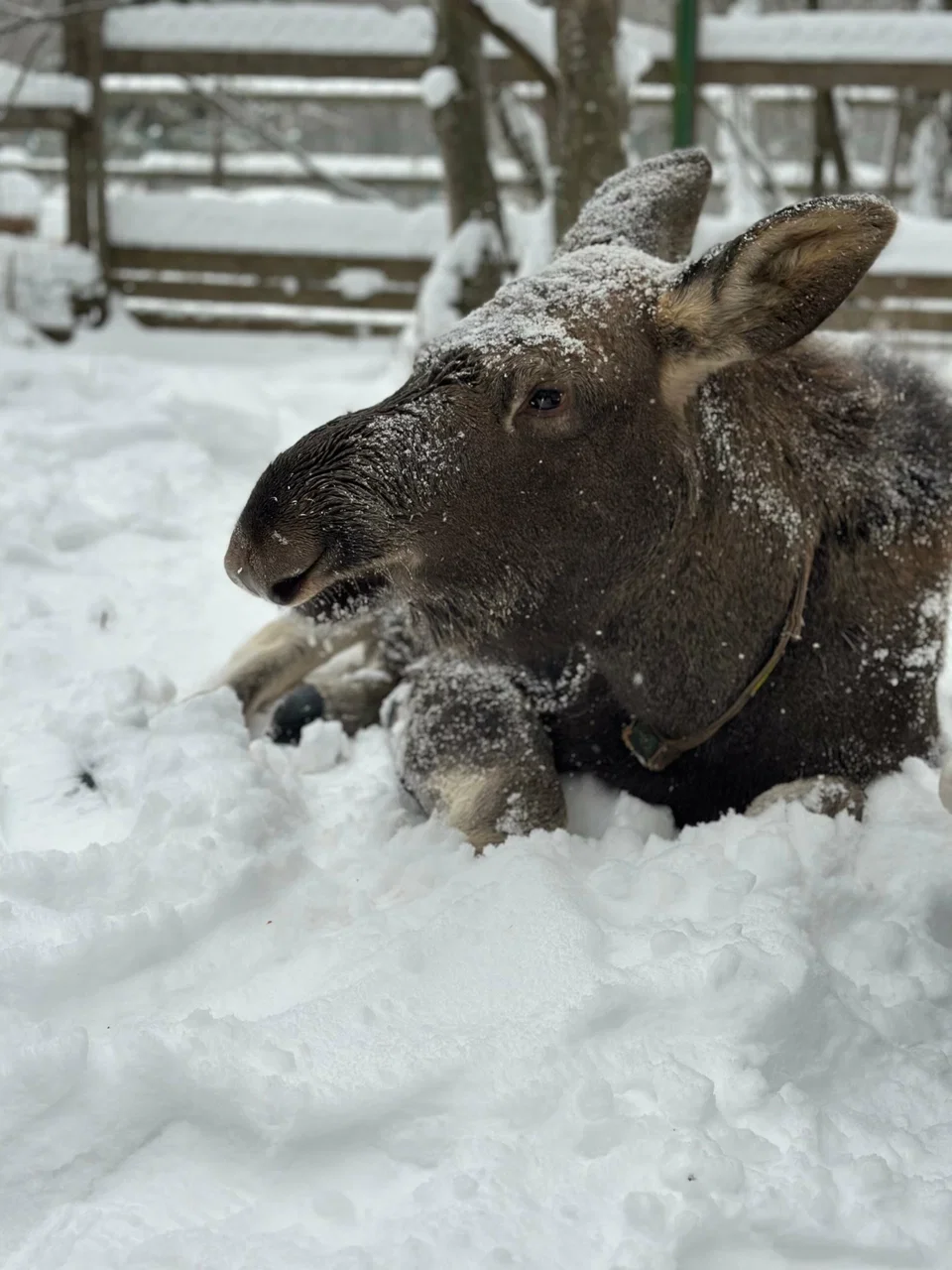 Фото Сумароковская ферма (г. Кострома) - развлечение в Москве | Досугатор