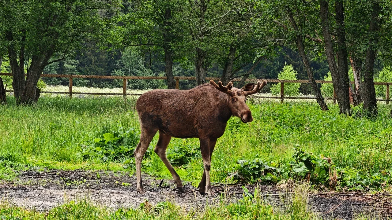 Фото Сумароковская ферма (г. Кострома) - развлечение в Москве | Досугатор