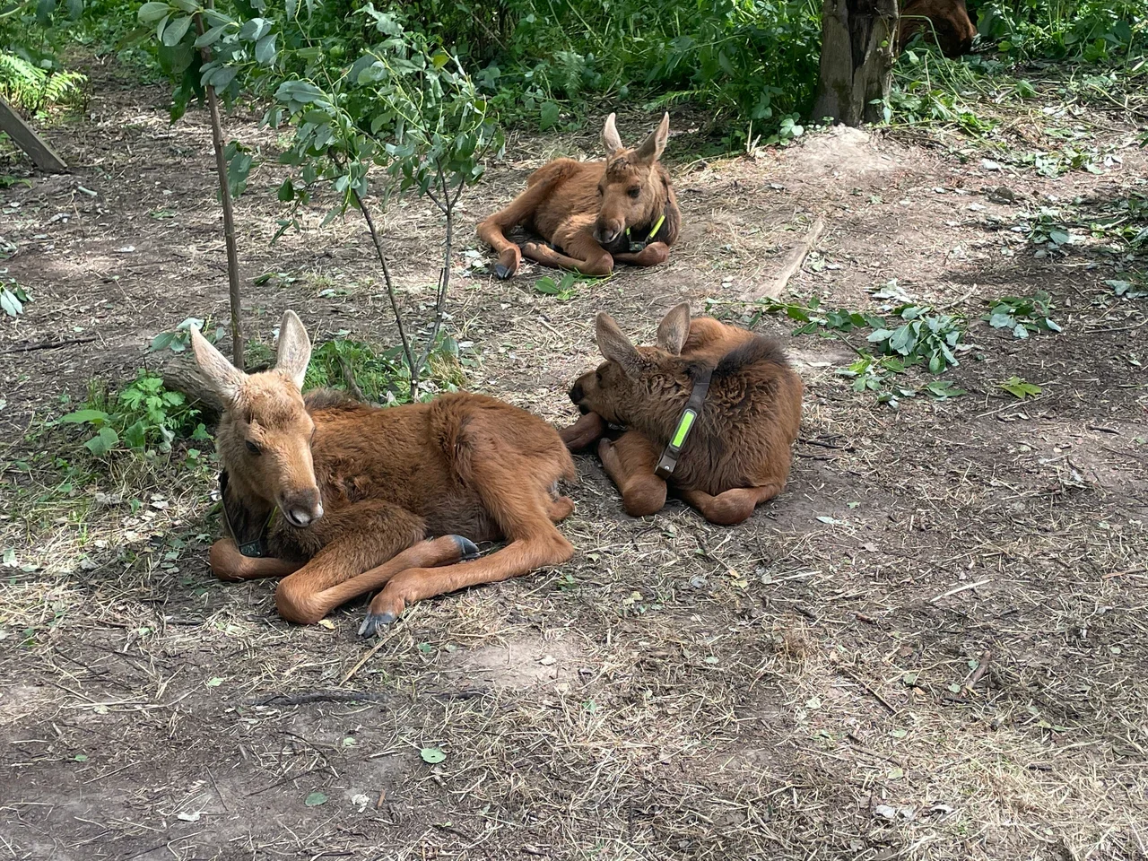 Фото Сумароковская ферма (г. Кострома) - развлечение в Москве | Досугатор