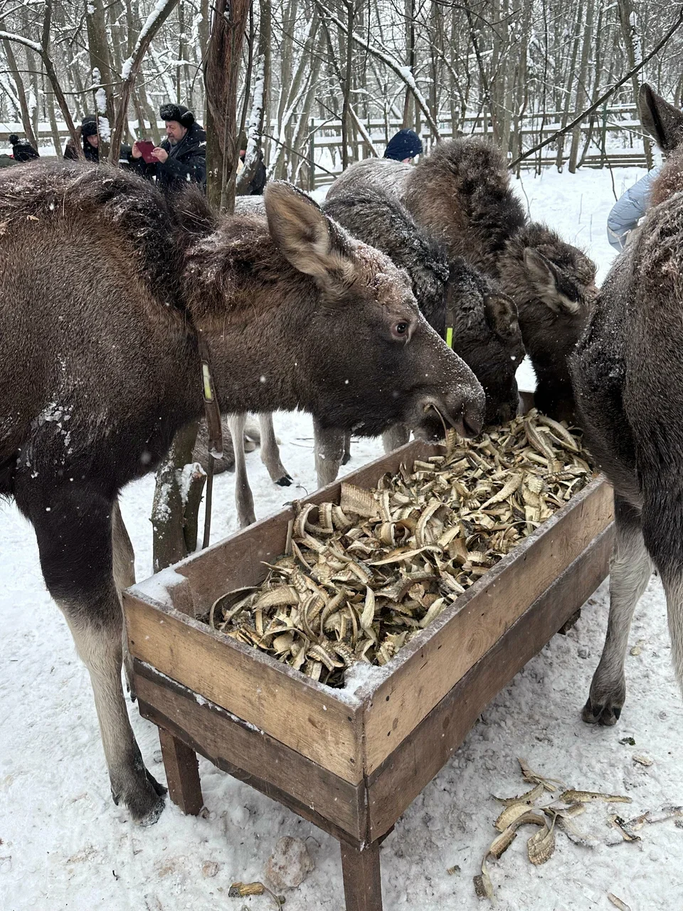 Фото Сумароковская ферма (г. Кострома) - развлечение в Москве | Досугатор