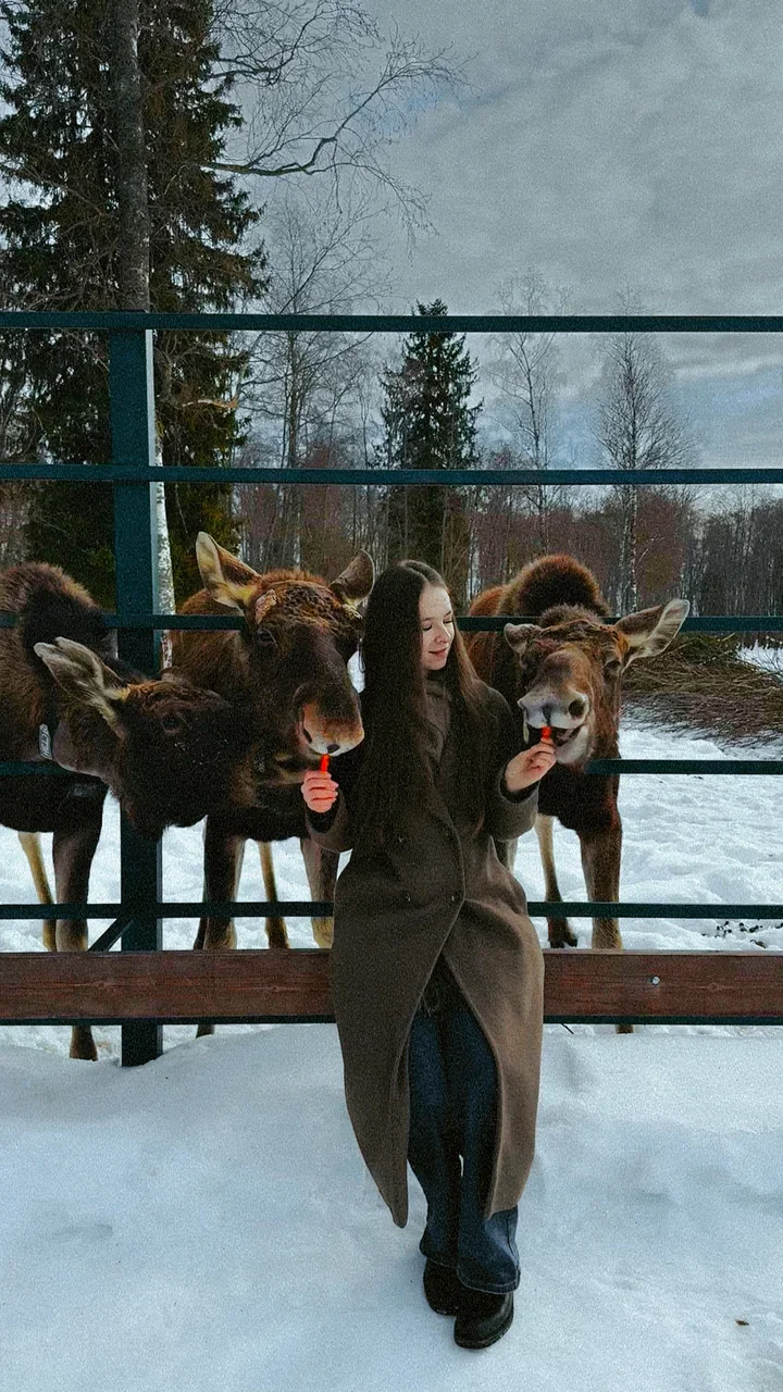 Фото Сумароковская ферма (г. Кострома) - развлечение в Москве | Досугатор