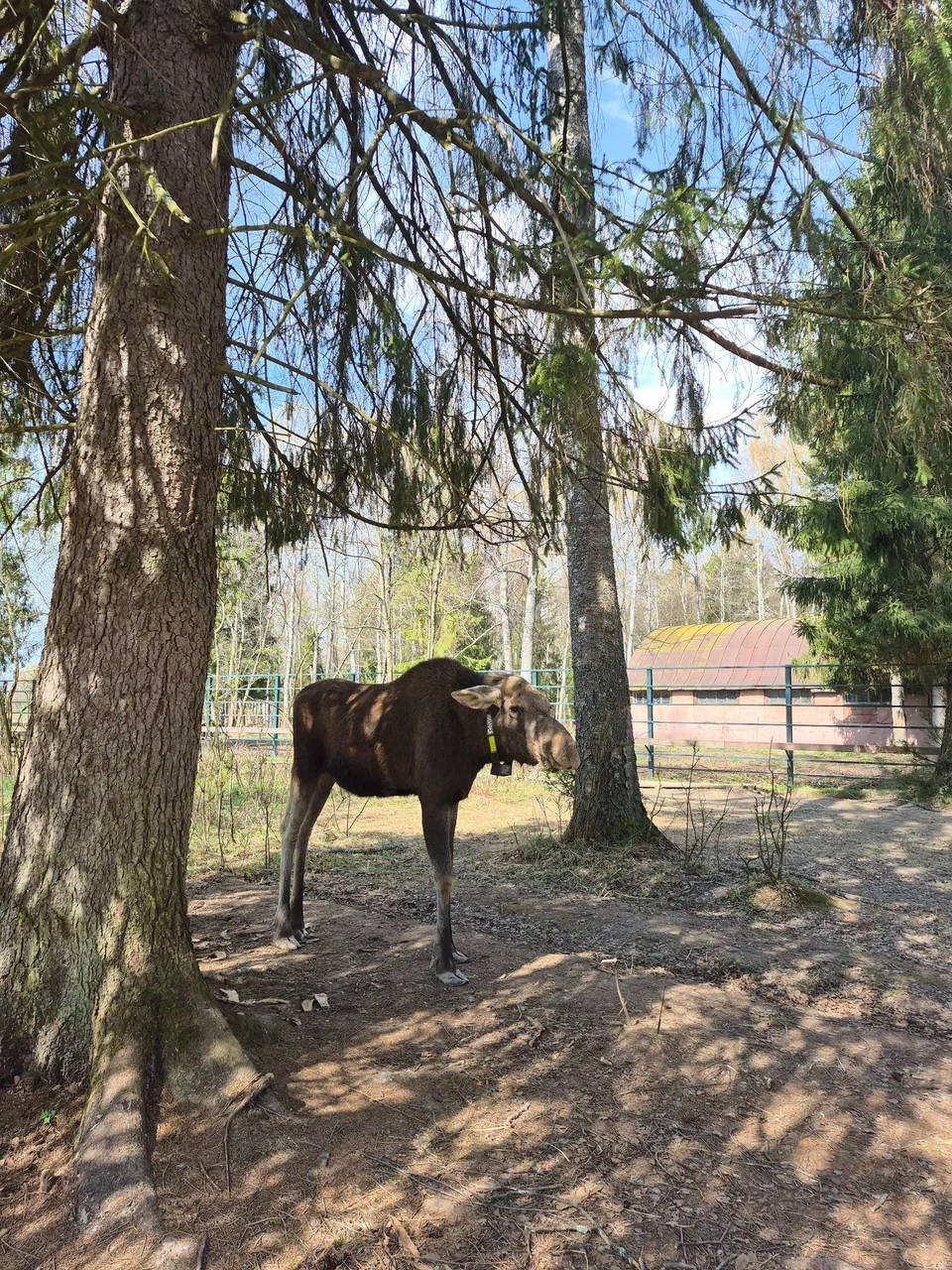 Фото Сумароковская ферма (г. Кострома) - развлечение в Москве | Досугатор
