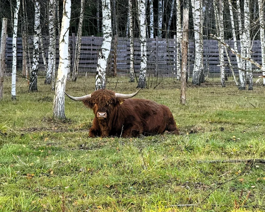 Фото Эко-ферма Тишь да Крышь - Зоопарки / Фермы / Океонариумы в Москве | Досугатор