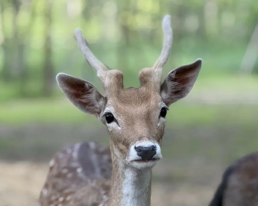 Фото Эко-ферма Тишь да Крышь - Зоопарки / Фермы / Океонариумы в Москве | Досугатор