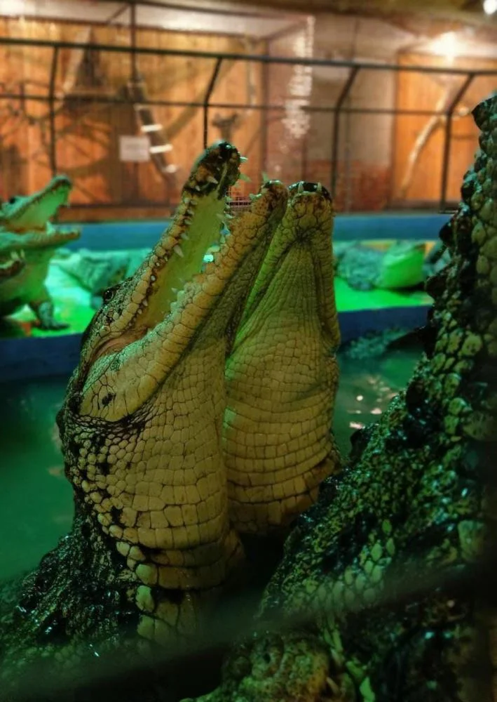 Фото Крокодиловая ферма (с. Парфентьево) - развлечение в Москве | Досугатор
