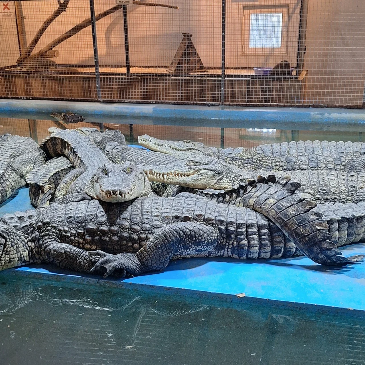 Фото Крокодиловая ферма (с. Парфентьево) - развлечение в Москве | Досугатор