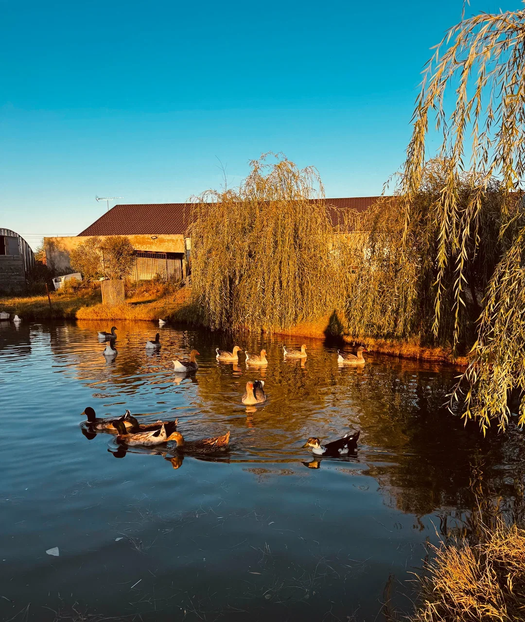 Фото Крокодиловая ферма (с. Парфентьево) - развлечение в Москве | Досугатор