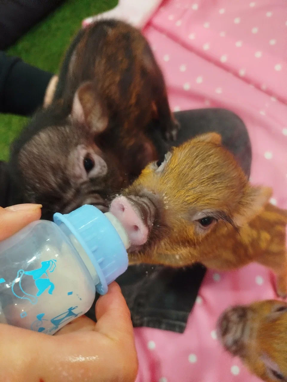 Фото Антикафе "Скажи Хрю!" - Зоопарки / Фермы / Океонариумы в Москве | Досугатор