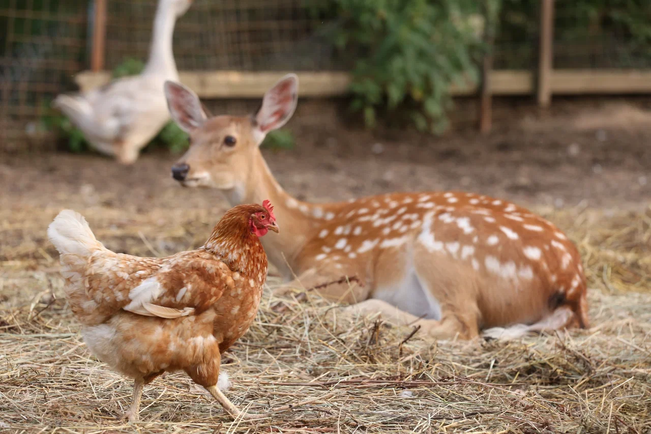 Фото Экоферма "Парк Зазеркалье" (Владимирская область) - развлечение в Москве | Досугатор