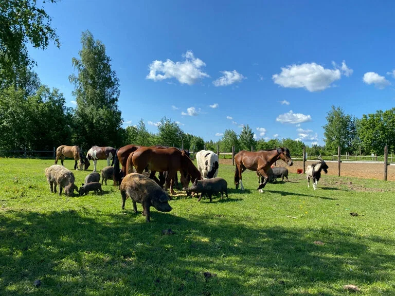 Фото Экоферма "Парк Зазеркалье" (Владимирская область) - развлечение в Москве | Досугатор