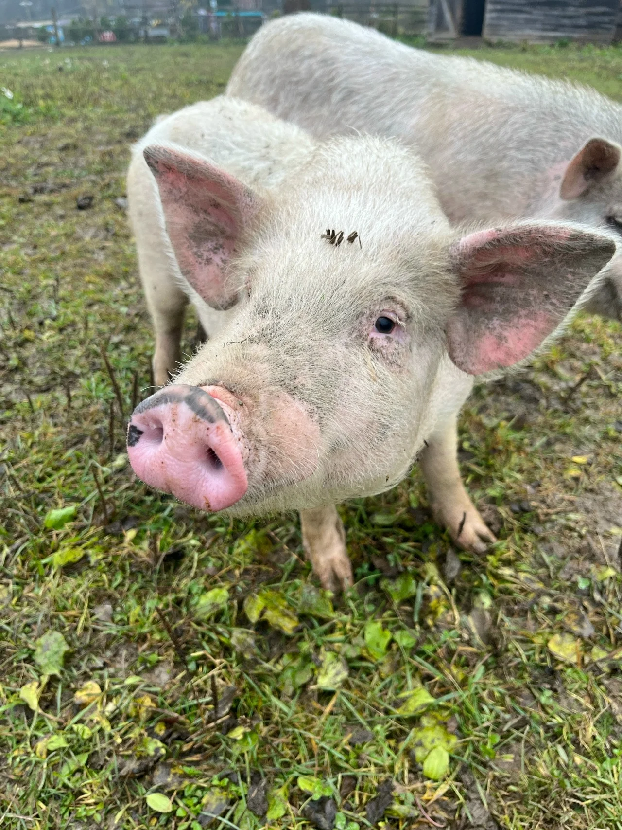 Фото Экоферма "Парк Зазеркалье" (Владимирская область) - развлечение в Москве | Досугатор